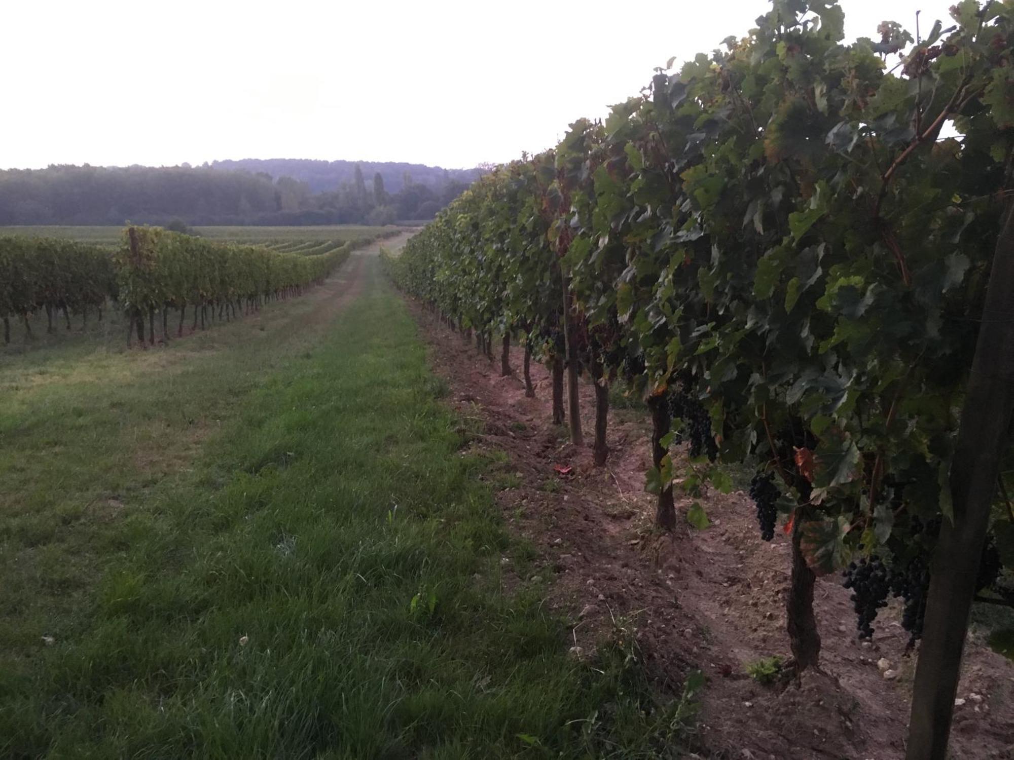 Chateau Le Noble Winery Near St Emilion Saint-Germain-du-Puch Luaran gambar